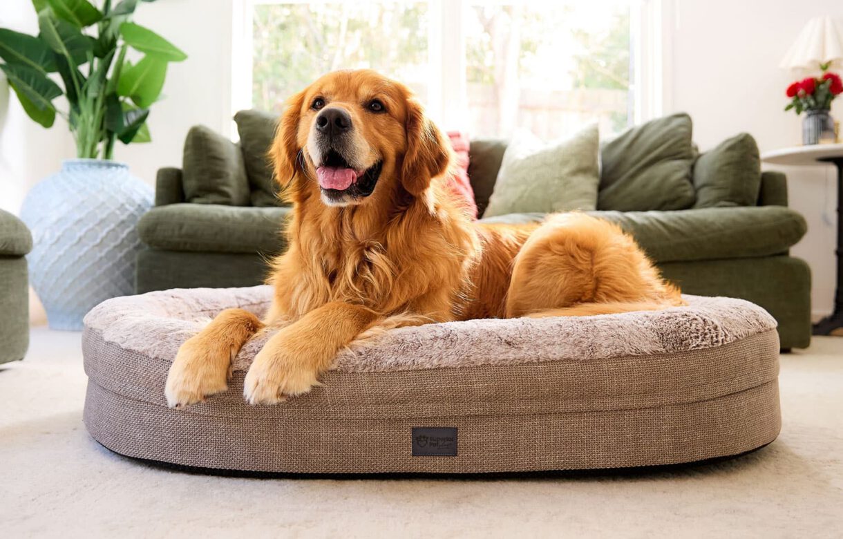 Creative Approach - Superior Pet Goods - Digtial Agency Melbourne